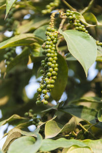 Close-up of berries growing on plant