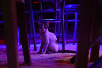 Portrait of cat sitting on table