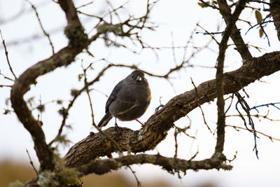 Low angle view of bird perching on branch