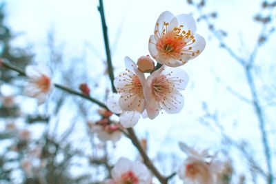 Close-up of cherry blossom