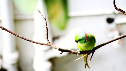 Close-up of bird perching on branch