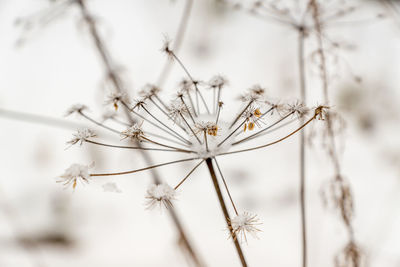 Close-up of wilted plant