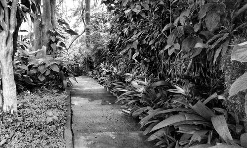 Ivy growing on tree trunk