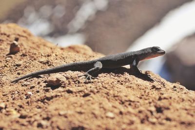 Close-up of lizard on ground