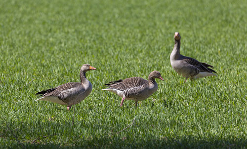 Ducks on grass