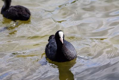 High angle view of coot swimming on lake