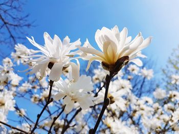 Low angle view of white flowers against sky