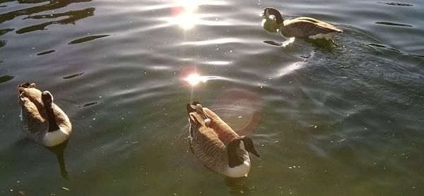 High angle view of swans swimming in lake