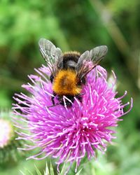 Close-up of bee pollinating on thistle at field