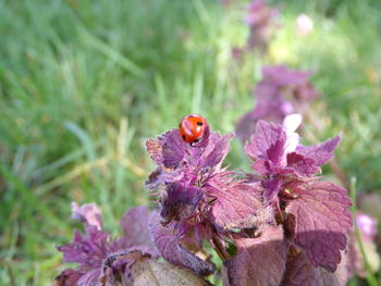 Close-up of butterfly pollinating on purple flower