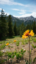 Close-up of yellow flowering plant on field