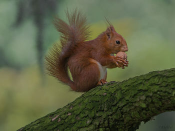 Close-up of squirrel on tree