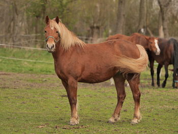 Horse standing on field