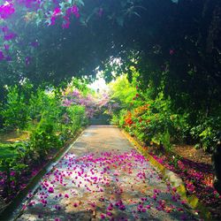 Pink flowers blooming on tree