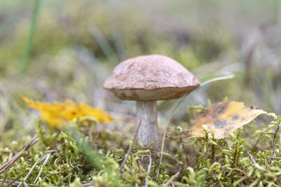 Close-up of mushroom growing on field