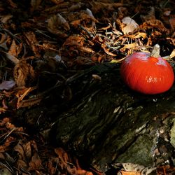 Close-up of pumpkins in autumn