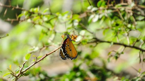 Close-up of butterfly pollinating on branch