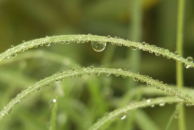 Close-up of water drops on plant