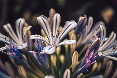 Close-up of purple crocus flowers