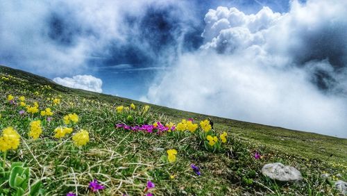 Scenic view of flowering plants on land against sky