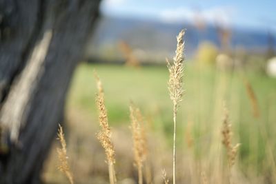 Close-up of stalks in field