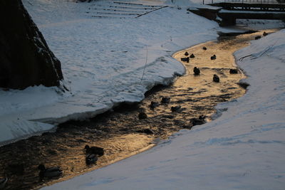 Birds swimming in river amidst frozen field