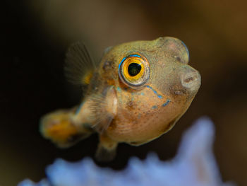 Close-up of fish swimming in sea