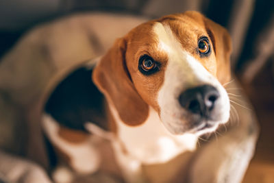 Close-up portrait of dog