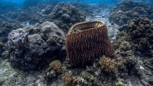 Barrel sponge coral and pufferfish at pagkilatan