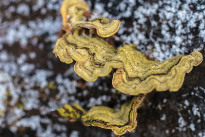 Close-up of yellow leaf on tree