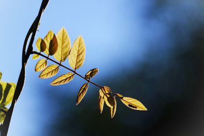 Close-up of leaves