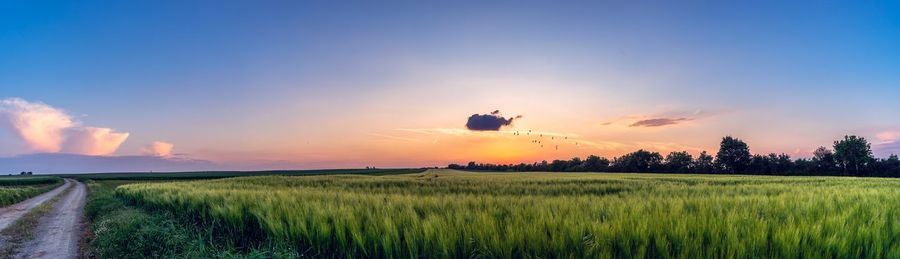 Scenic view of agricultural field against sky during sunset