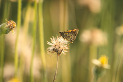 Close-up of butterfly pollinating on flower