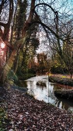 View of river flowing through forest