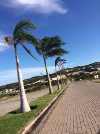 Palm trees by road against sky