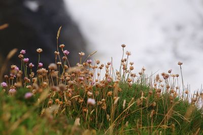 Close-up of flowers blooming in field