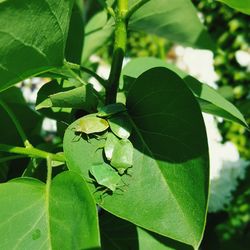 Close-up of green leaves