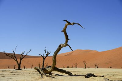 Dead tree on desert against clear blue sky