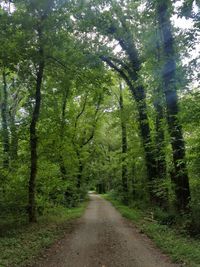 Road amidst trees in forest