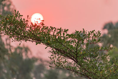 Close-up of plant against sky