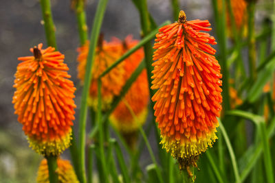 Close-up of orange flowering plant