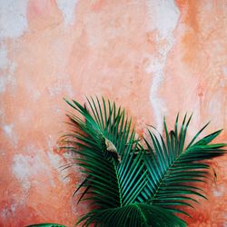 Close-up of palm leaves