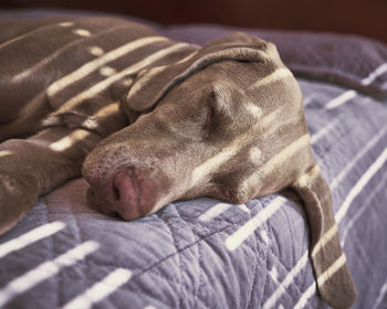 Close-up of dog sleeping on bed