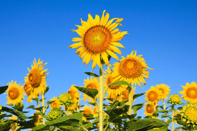 Low angle view of sunflower against clear blue sky