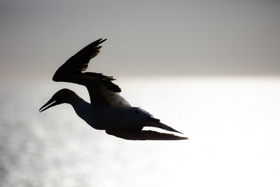 Low angle view of seagull flying