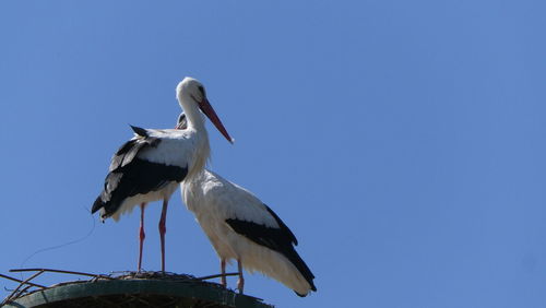 white stork