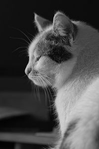 Close-up of cat looking away