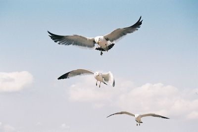 Low angle view of seagulls flying against sky