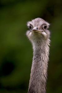 Close-up of ostrich