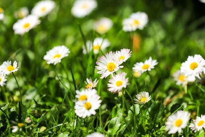 Close-up of white daisy flowers